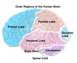Outer Regions of Brain.jpg